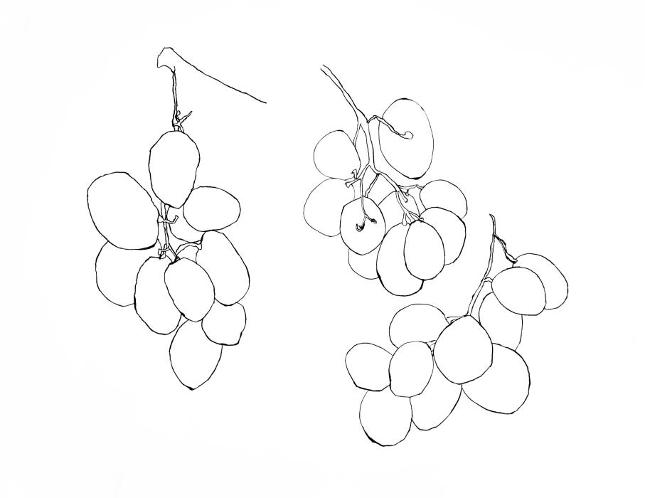 Grapes study 1