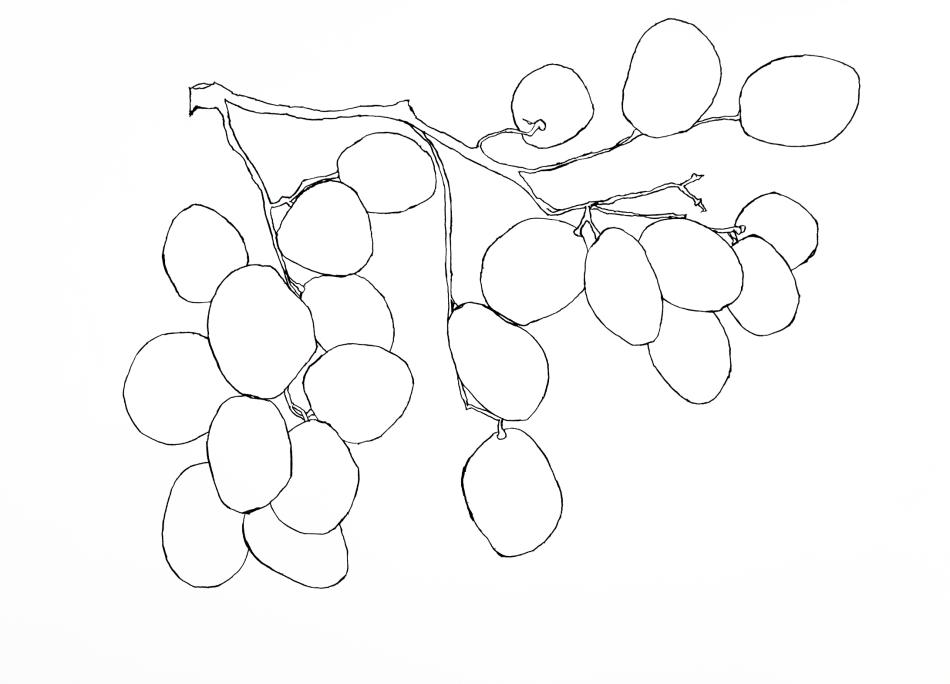 Grapes study 2