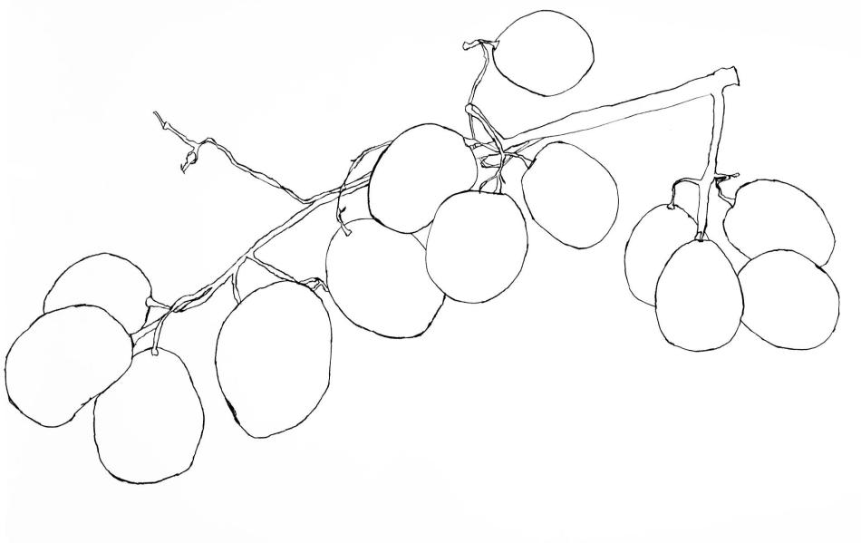 Grapes study 3