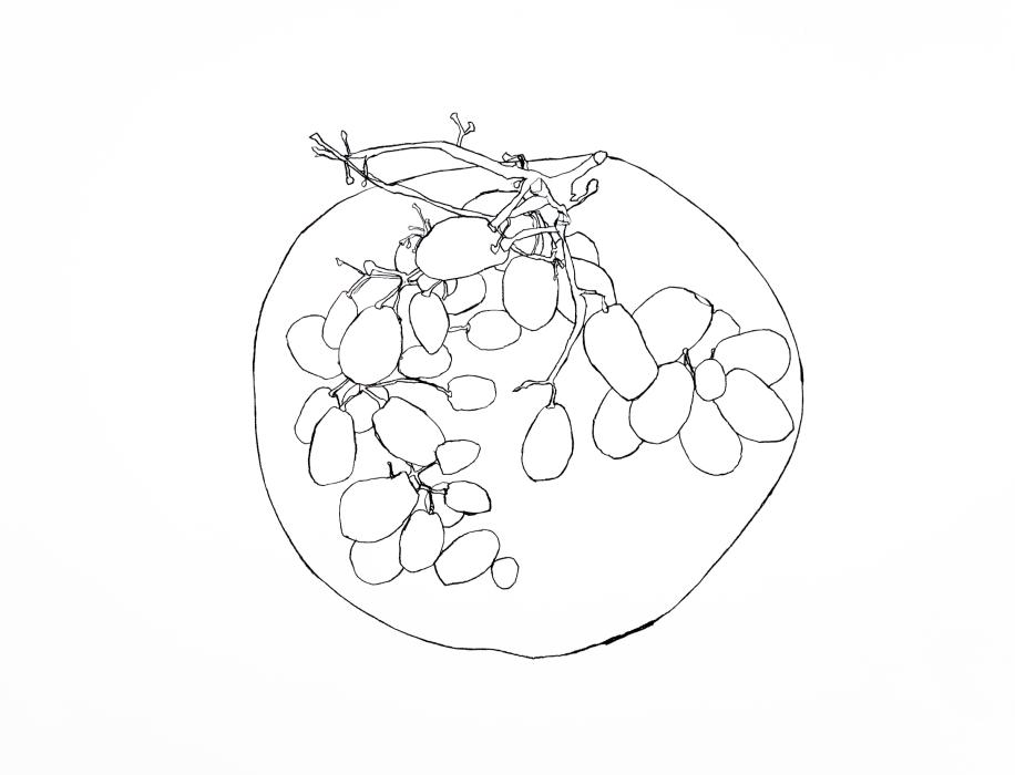 Grapes study 4