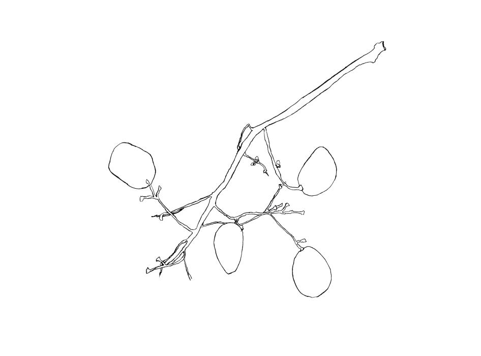 Grapes study 5
