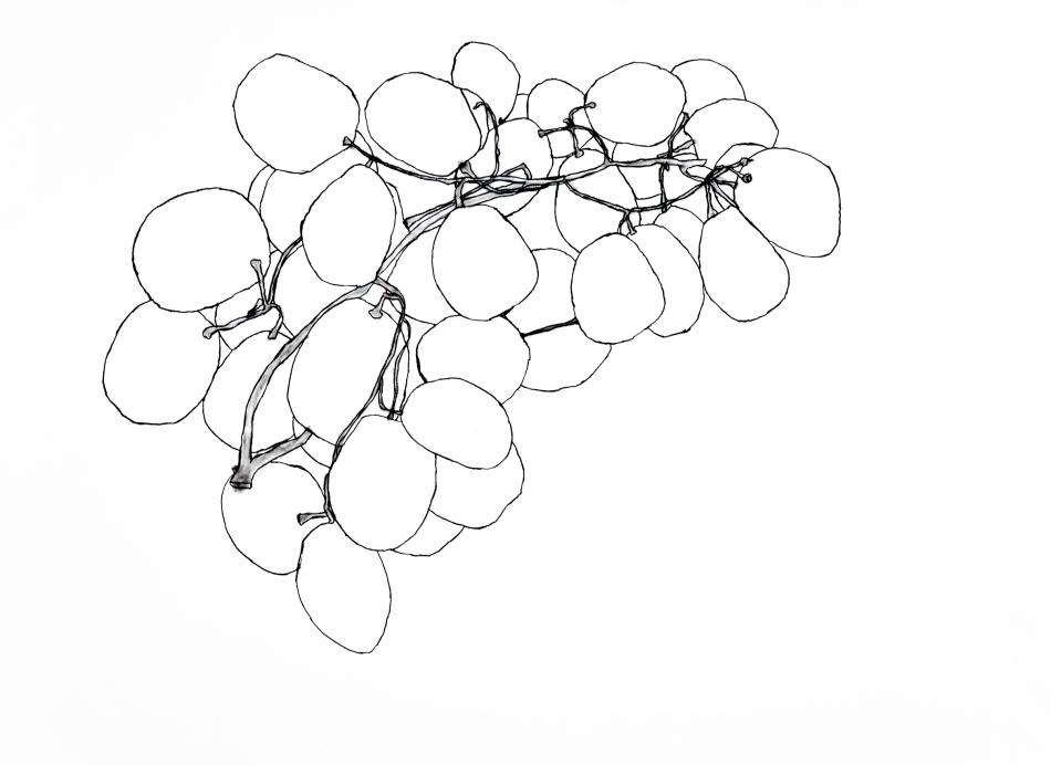 Grapes study 6