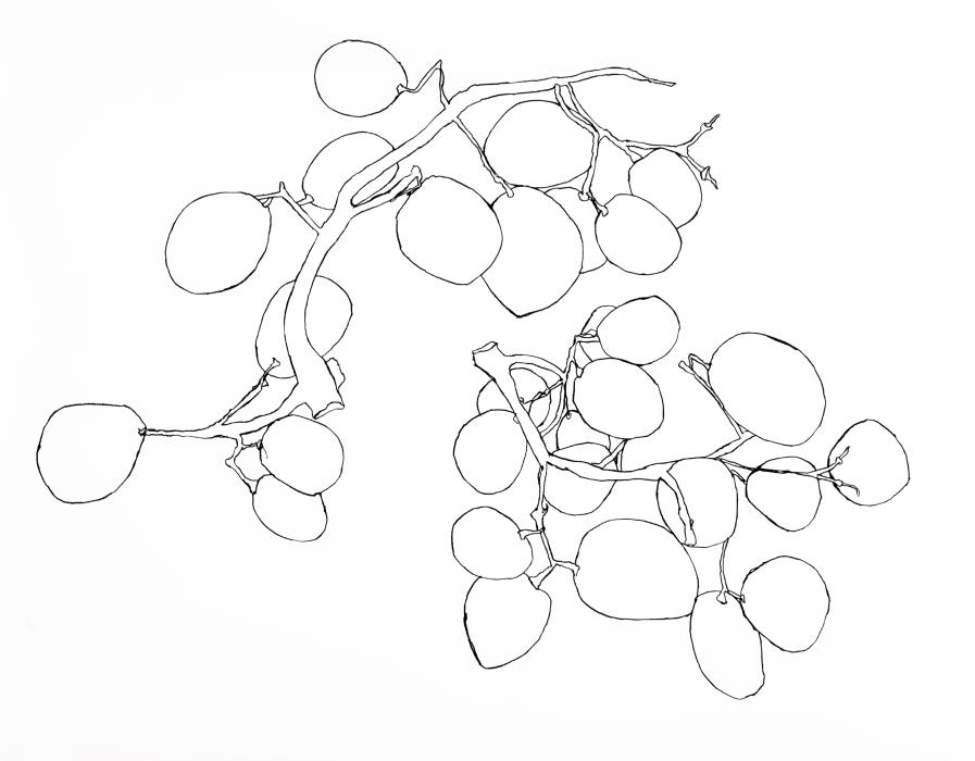 Grapes study 7