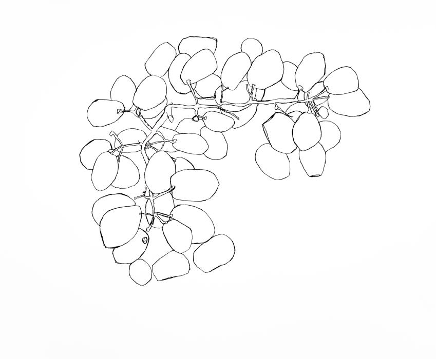 Grapes study 8