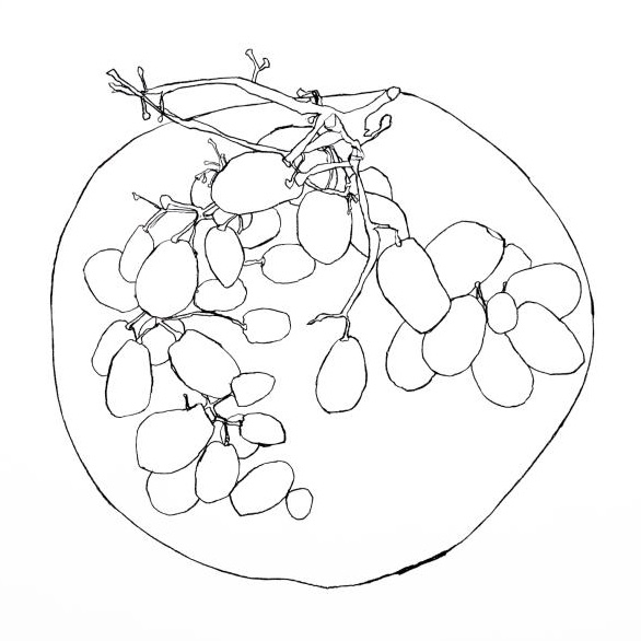 Grapes study